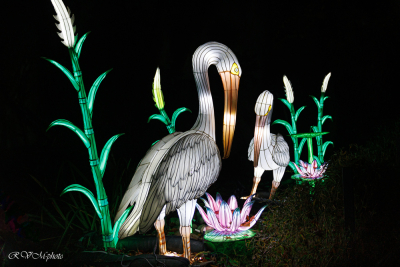 Les animaux de lumière