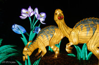 Les animaux de lumière