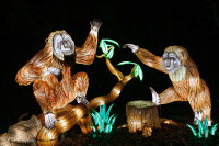 Les animaux de lumière