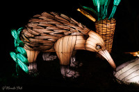 Les animaux de lumière