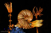 Les animaux de lumière