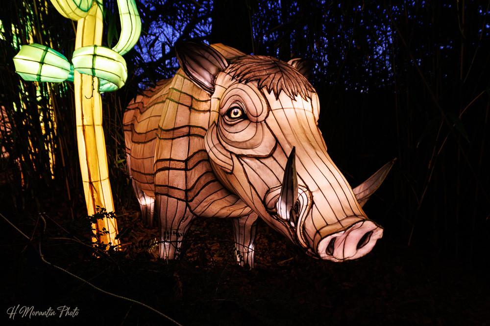 Les animaux de lumière