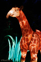 Les animaux de lumière