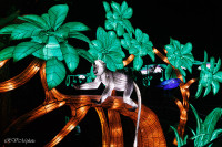 Les animaux de lumière