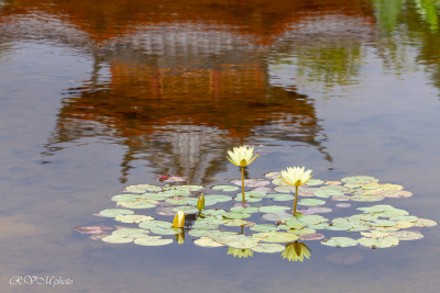 Jardin chinois, nénuphars