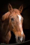 Portrait de cheval