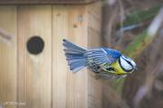 L'envol de la mésange bleue