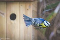 L'envol de la mésange bleue