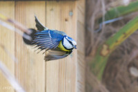 L'envol de la mésange bleue