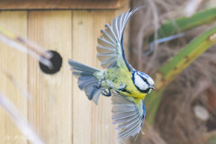 L'envol de la mésange bleue