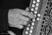 La main de l'accordéoniste diatonique