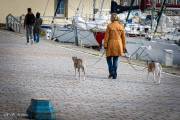 La promenade des chiens