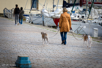 La promenade des chiens