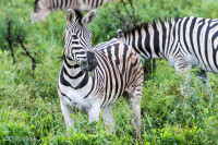 Parc Hluhluwe - Afrique du sud