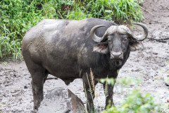 Parc Hluhluwe - Afrique du sud