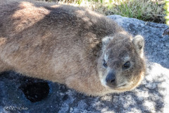 Dassie - Afrique du sud