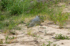 Parc Kruger - Afrique du sud