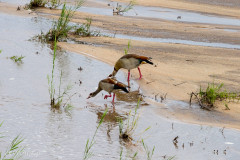 Parc Kruger - Afrique du sud