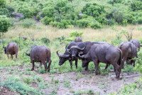 Parc Hluhluwe - Afrique du sud
