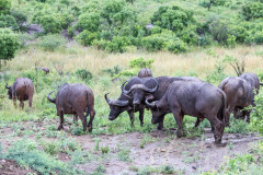 Parc Hluhluwe - Afrique du sud