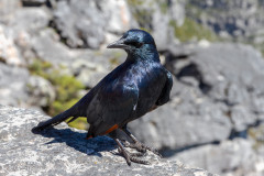 Merle métallique - Afrique du sud