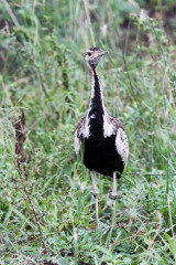 Parc Hluhluwe - Afrique du sud