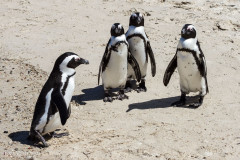 Manchots du Cap - Afrique du sud