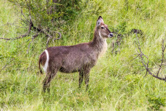 Parc Kruger - Afrique du sud