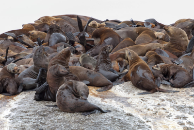 Otaries à fourrure - Afrique du sud