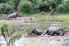 Parc Hluhluwe - Afrique du sud