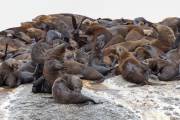 Otaries à fourrure - Afrique du sud