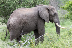 Parc Kruger - Afrique du sud