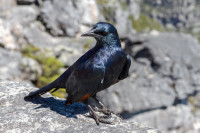 Merle métallique - Afrique du sud