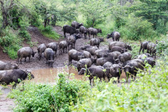 Parc Hluhluwe - Afrique du sud