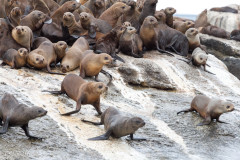 Otaries à fourrure - Afrique du sud