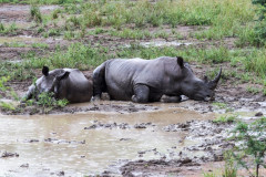Parc Hluhluwe - Afrique du sud