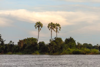 Zambèze - Zimbabwe