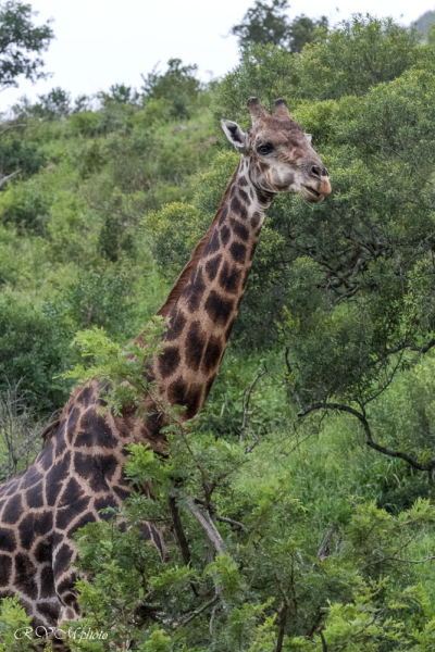 Parc Hluhluwe - Afrique du sud