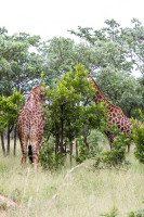 Parc Kruger - Afrique du sud