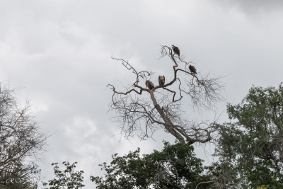 Zambèze - Zimbabwe