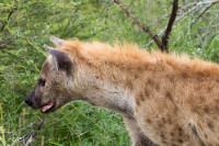 Parc Kruger - Afrique du sud
