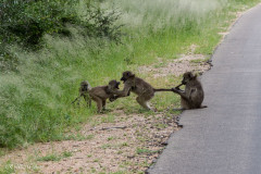 Parc Kruger - Afrique du sud