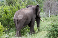 Parc Kruger - Afrique du sud