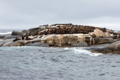 Otaries à fourrure - Afrique du sud