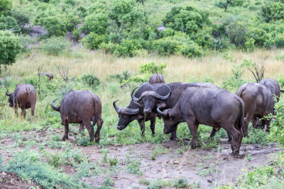 Parc Hluhluwe - Afrique du sud