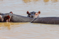 Parc Hluhluwe - Afrique du sud