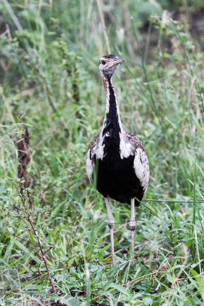 Parc Hluhluwe - Afrique du sud