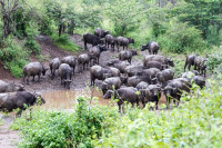 Parc Hluhluwe - Afrique du sud