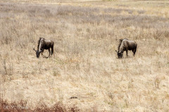 Gnous - Afrique du sud