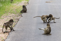 Parc Kruger - Afrique du sud